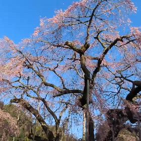 先日の「長光寺のしだれ桜」の画像