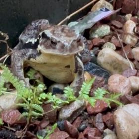 カエルさん、こんにちはの画像