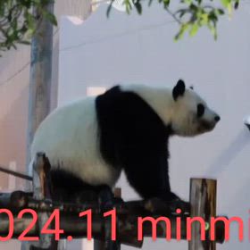 HAPPY  PANDA  30th 記念フレーム切手セットの画像