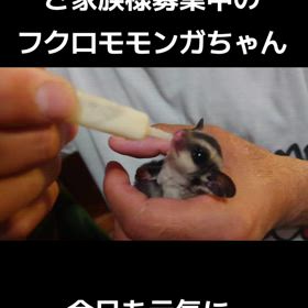ご家族様募集中のフクロモモンガちゃんの画像