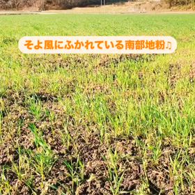 2025/04/16　風に気持ちよく吹かれている南部地粉＾＾の画像