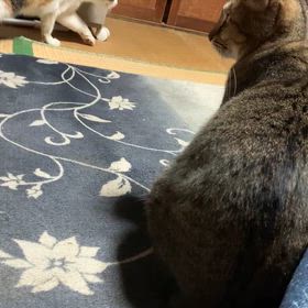 せつなっ！の画像