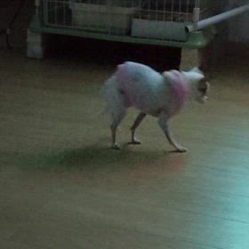 わんこ介護の画像