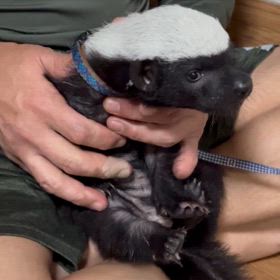 ラーテルその後の画像