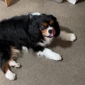 キュウリ大好き❣️の画像