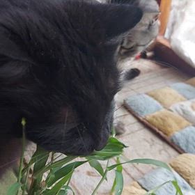 草取りの時、にゃんこ(=ﾟωﾟ=)草見つけたの画像