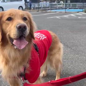 ベッタリなあんずさん。の画像