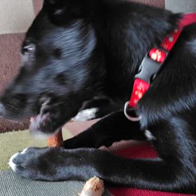 カリンちゃん急成長の画像