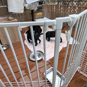 仔犬ちゃんたちランチはウッドデッキでの画像