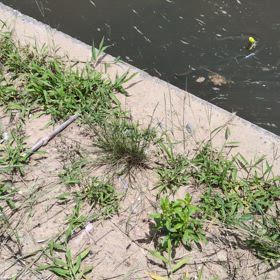 小ライギョと戯れる。の画像