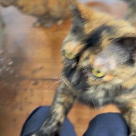 エノコログサの画像