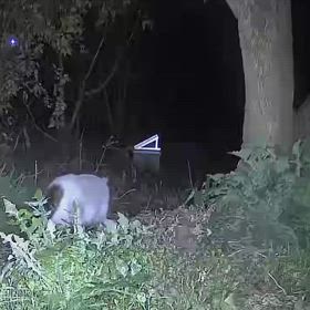 すぎぴたんの事件簿シーズン3　453話（珍しいお姿の訪問者！）の画像