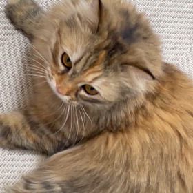 スマホから。の画像