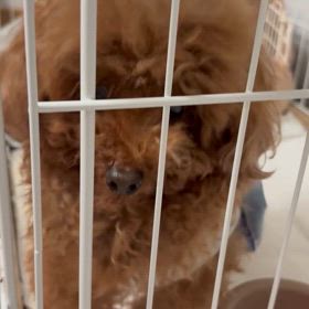 ⑩にぼしちゃん保護からショートステイ５日の画像