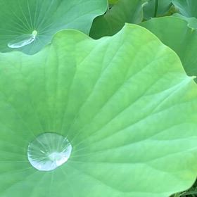 KIN116   黄色い戦士　赤い蛇　音12の画像