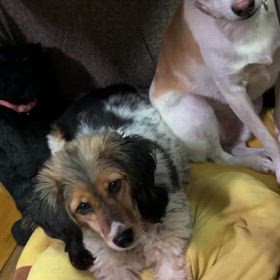 トラウマリセットしたいの画像