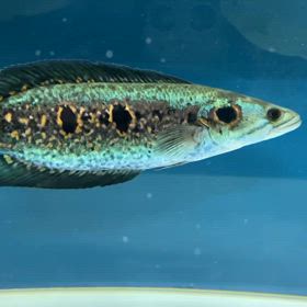 ★フラワートーマン！★の画像