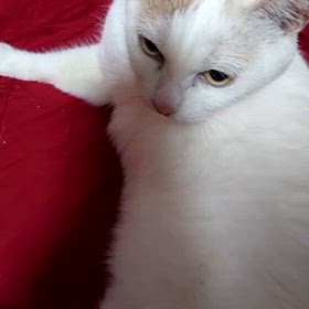 凛の体重減少の件の画像