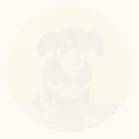 DOGXDOG やくもくんの画像