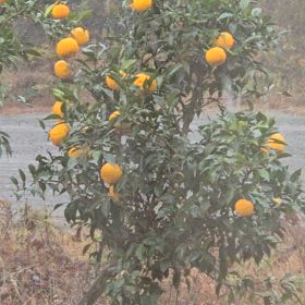 今朝は先ほどから雪が降ってきました♪の画像