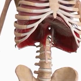 横隔膜と肋骨の画像