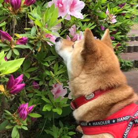 走って、探して、大満足！　らんの散歩事情！の画像