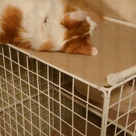 うみとやま1937日目（生後5年5ヶ月3日）の画像