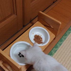 パパちゃんからのプレゼント②の画像