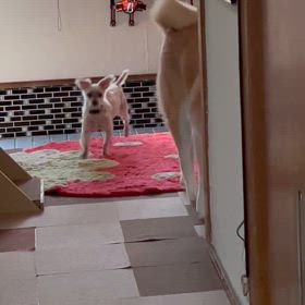 2024/05/29     ムクとはなの画像