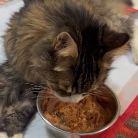 大手術をしましたが、頑張って食べています♫ 偉いね♫の画像