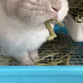 草むしゃむしゃの画像