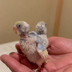 セキセイインコが可愛い過ぎるの巻。の画像