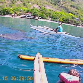 ジンベイザメとカーチェイスの画像