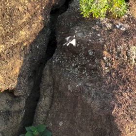 飛べばいいのに案件の画像