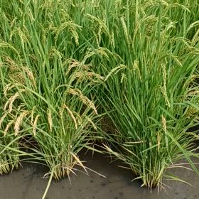 田んぼの写真の画像