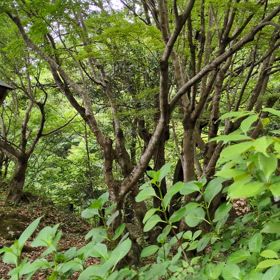 紅葉もりもり緑の画像