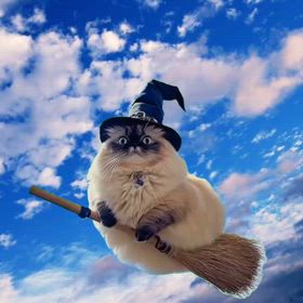 魔法のホウキに乗っての画像