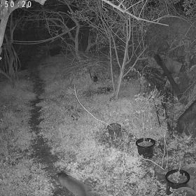 すぎぴたんの事件簿シーズン3　468話（春はハクビシン）の画像