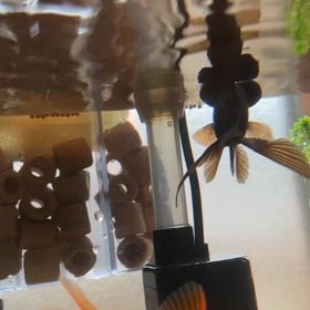 数うちゃ当たる…？の画像