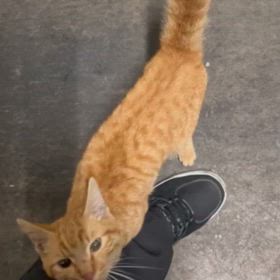 どうしようの画像