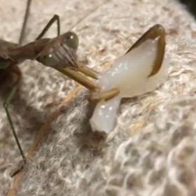 4倍速動画のカマ母さん！の画像