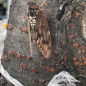 セミなりふり構わずの画像