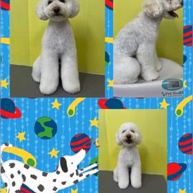 DOGXDOG  オーガくんの画像