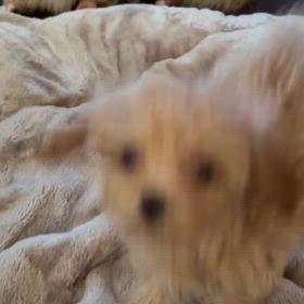 落ち着気がない琥珀の画像