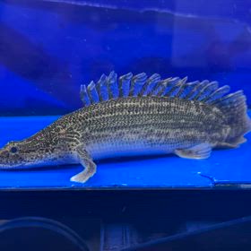 新潟県のお客様に超極上ラプラディキングショート ご成約頂きました！の画像
