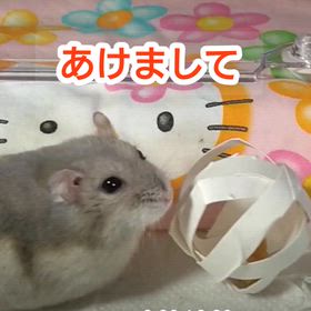 今年もよろしくお願いいたしますの画像