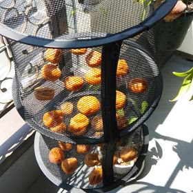 暑中お見舞い申し上げます！の画像