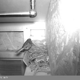 ジョウビタキの巣の観察の画像