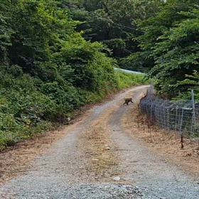 猿の大群に囲まれた( ˘•ω•˘ )の画像