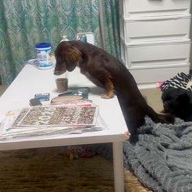 やんちゃ坊主の画像